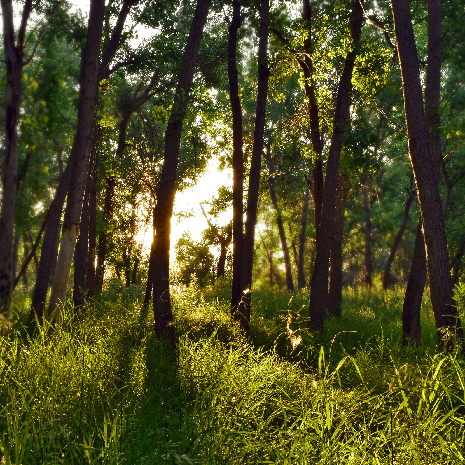 L'engagement environnemental de iSupplier : un partenariat durable pour la reforestation